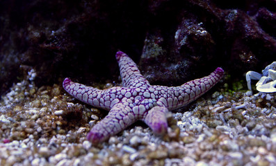 Fromia Seastar in coral reef aquarium tank