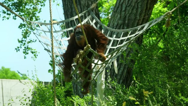 A huge orangutan climbing on ropes in the tree at a zoo