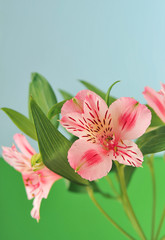 Obraz premium Alstroemeria on light background 