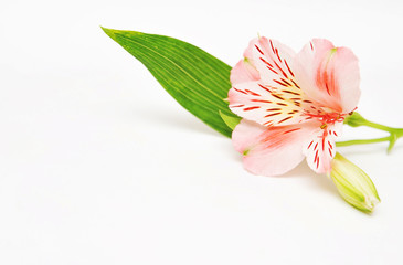 Flower alstroemeria on colorful background with a space for text
