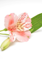 Fototapeta premium Alstroemeria on light background