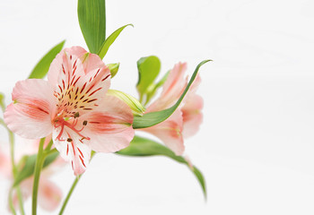 Obraz premium Alstroemeria on light background with space for text