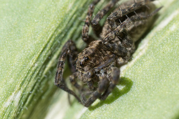 insect,leaf, macro, nature, scary, spider, web, wild,