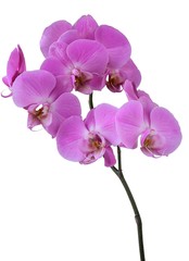 pretty orchid isolated close up