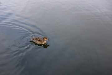 Un canard qui navigue sur un lac