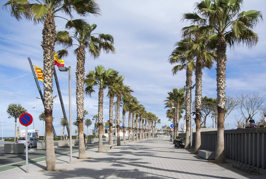 A walking path on a sunny day in Valencia between the palm trees. La Malvarrosa beach palm trees promenade in Spain.