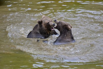 Braunbär beim Kampf