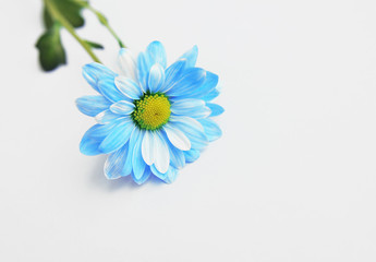 Blue daisy on colorful background 
