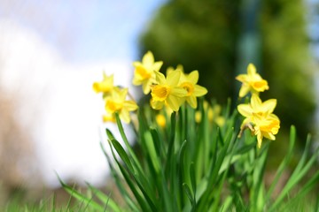 Fototapeta premium Blumen im Frühlingserwachen
