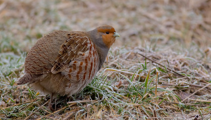 Grey Partridge - Perdix perdix