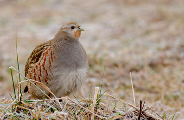 Grey Partridge - Perdix perdix
