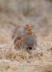 Grey Partridge - Perdix perdix