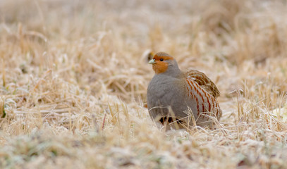 Grey Partridge - Perdix perdix