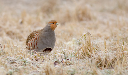 Grey Partridge - Perdix perdix