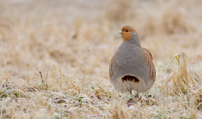 Grey Partridge - Perdix perdix
