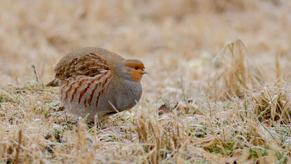 Grey Partridge - Perdix perdix