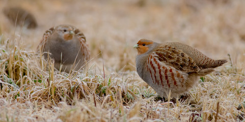 Grey Partridge - Perdix perdix