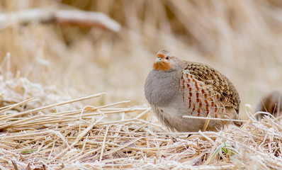 Grey Partridge - Perdix perdix