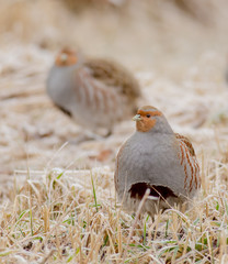 Grey Partridge - Perdix perdix