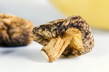 Close up dry shiitake mushroom in the hand.Ingredients in food and medicine.