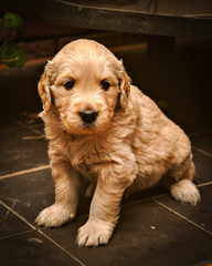 SIX WEEK OLD GOLDEN RETRIEVER PUPPY SITTING UP