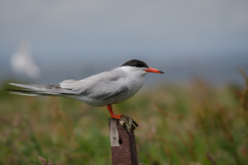 Arctic Tern Adult perched
