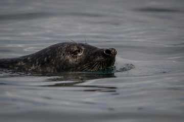 Obraz premium UK Atlantic Grey Seal