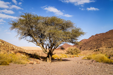 Fototapeta na wymiar Dry tree in valley of sandstone desert in Israel