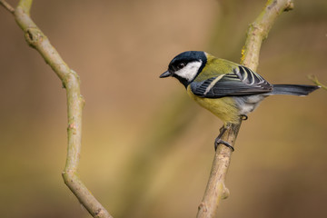 Obraz premium UK Wild Great Tit Bird