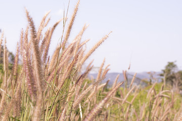 Fototapeta premium Mission Grass or flower