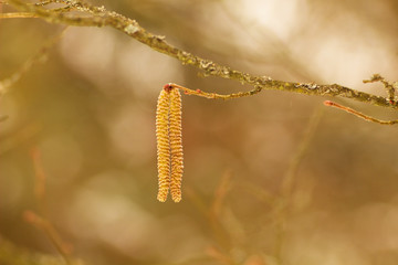 Spring flowers of walnut, lamb on a twig, messenger of spring.