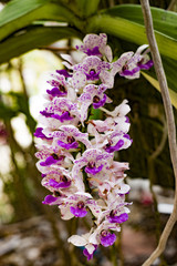 Beautiful white orchid