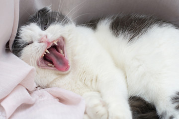 Cat lies on the windowsill and yawns wide