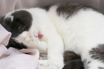Fluffy cute cat lies on the windowsill, lick her paw and wash her body