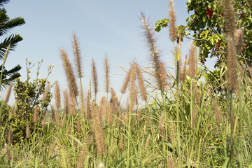 Fototapeta premium Mission Grass or flower
