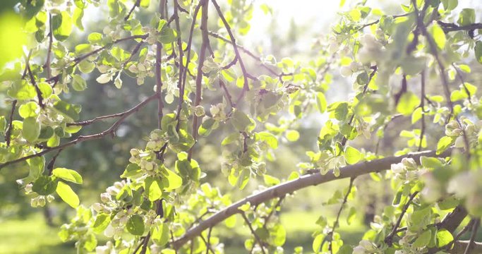 Slow motion handheld shot of apple tree with pink flowers in a garden