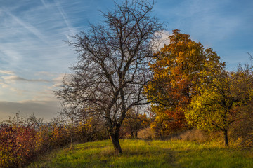 Fallen tree among colorful autumn trees