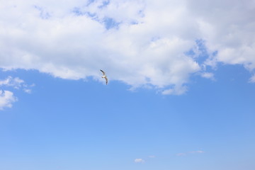 空飛ぶ鳥と雲