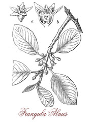 vintage engraving of frangula alnus or alder buckthorn, non-spiny shrub with small flowers and red berries ripening in autumn with purple-red color.