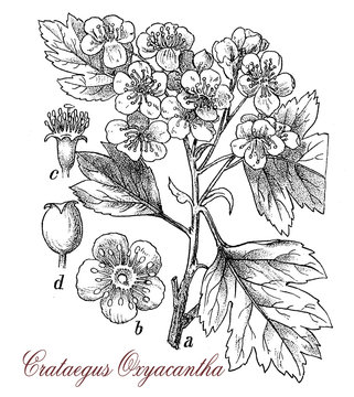 vintage engraving of crataegus oxyacantha, spiny shrup with red edible fruits, used as ornamental plant and  in traditional medicine.