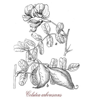 vintage engraving of colutea arborescens, shrub with pea-like flowers used in landscaping against erosion in dry soils