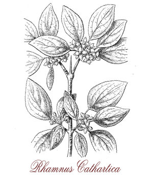 vintage engraving of common buckthorn or rhamnus cathartica, spiny shrub with black berries,  the plant is mildly poisonous, the bark has purgative effect.