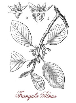vintage engraving of frangula alnus or alder buckthorn, non-spiny shrub with small flowers and red berries ripening in autumn with purple-red color.