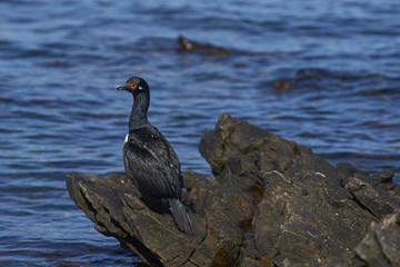 Rock Shag (Phalacrocorax magellanicus) on the coast of Carcass Island in the Falkland Islands