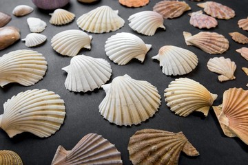 Seashells isolated on black background