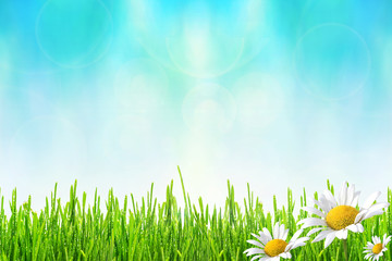 Obraz premium Spring or summer abstract background with green grass with drops of dew and flowers chamomiles bokeh lights