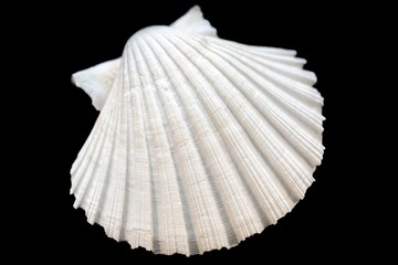 Seashell isolated on black background