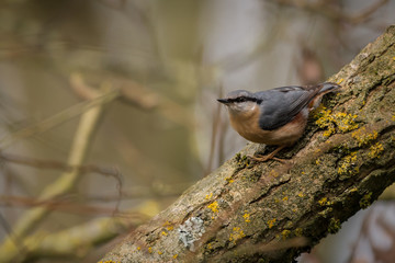 Nuthatch perched UK wild bird