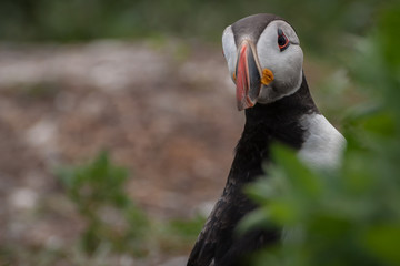 UK Atlantic Puffin bird