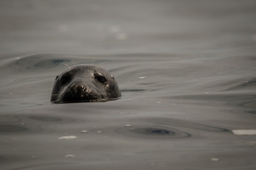 Naklejka premium UK Atlantic Grey Seal